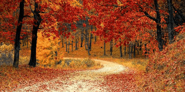 Why Fall Is the Best Season: Cozy, Colorful & Magical