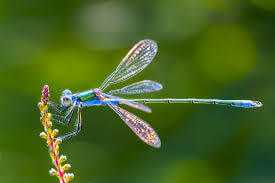 Why Do I Keep Seeing Dragonflies? Signs & Meanings