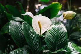 images 24