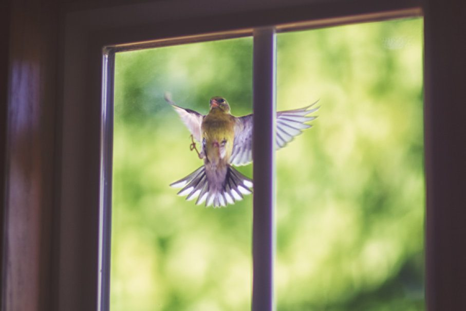 bird keeps flying into window spiritual meaning