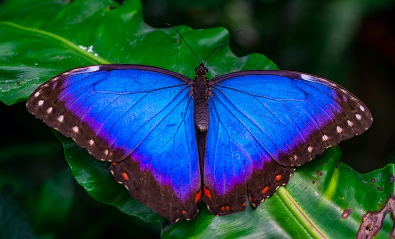 Blue Butterfly Meaning: Symbol of Hope, Change & Spirit 1 Blue Butterfly Meaning: Symbol of Hope, Change & Spirit