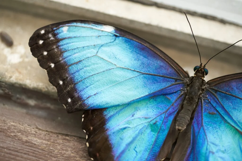Blue Butterfly Meaning: Symbol of Hope, Change & Spirit 2 Blue Butterfly Meaning: Symbol of Hope, Change & Spirit