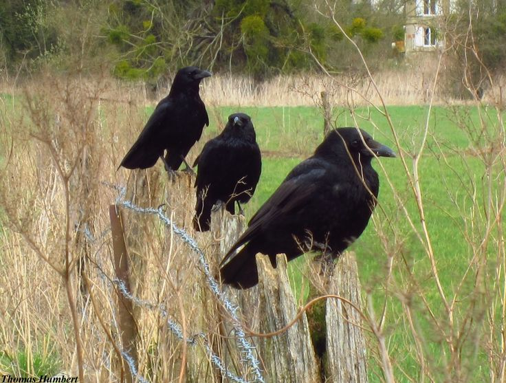 3 Crows Meaning – Mystery, Spiritual Symbol & Omen Guide