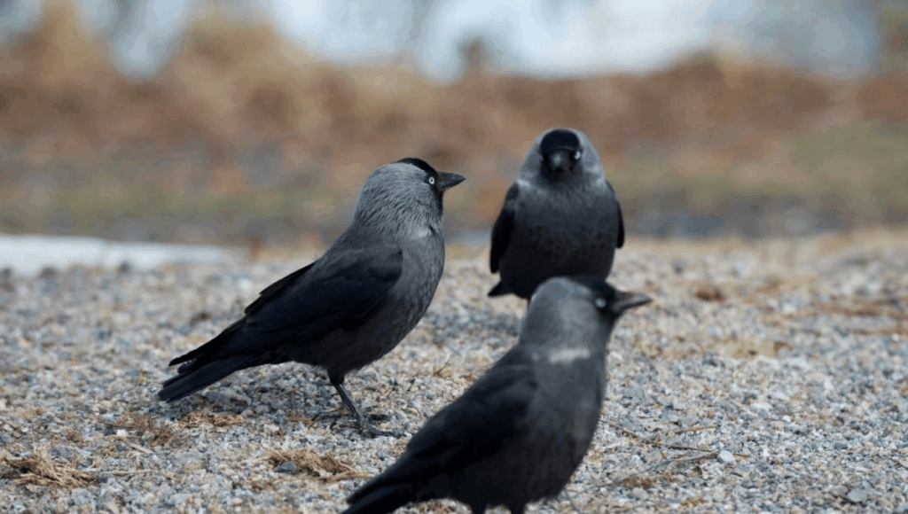 3 Crows Meaning – Mystery, Spiritual Symbol & Omen Guide